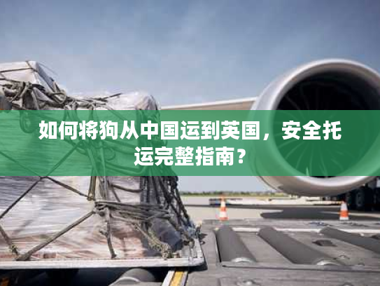 如何将狗从中国运到英国，安全托运完整指南？