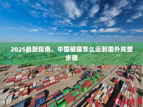 2025最新指南，中国橘猫怎么运到国外完整步骤