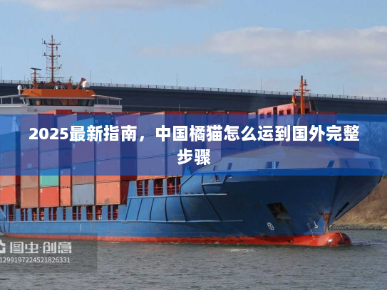 2025最新指南，中国橘猫怎么运到国外完整步骤