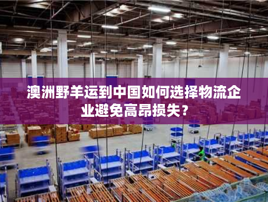 澳洲野羊运到中国如何选择物流企业避免高昂损失？