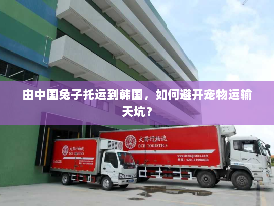 由中国兔子托运到韩国,如何避开宠物运输天坑? 由中国兔子托运到韩国,如何避开宠物运输天坑?
