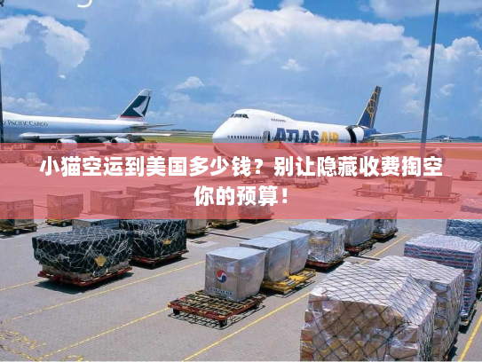 小猫空运到美国多少钱?别让隐藏收费掏空你的预算! 小猫空运到美国多少钱?别让隐藏收费掏空你的预算!