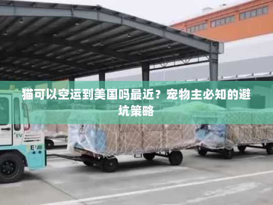 猫可以空运到美国吗最近?宠物主必知的避坑策略 猫可以空运到美国吗最近?宠物主必知的避坑策略