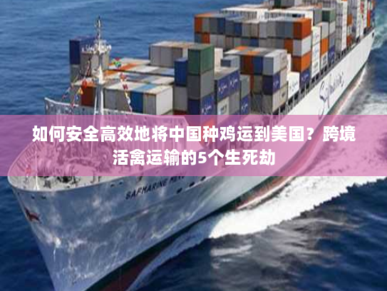 如何安全高效地将中国种鸡运到美国?跨境活禽运输的5个生死劫 如何安全高效地将中国种鸡运到美国?跨境活禽运输的5个生死劫