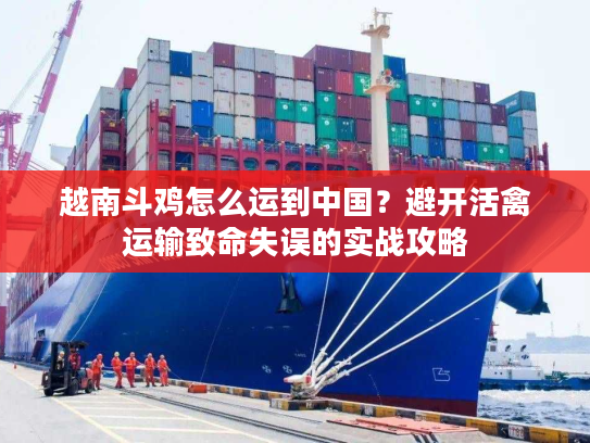 越南斗鸡怎么运到中国？避开活禽运输致命失误的实战攻略