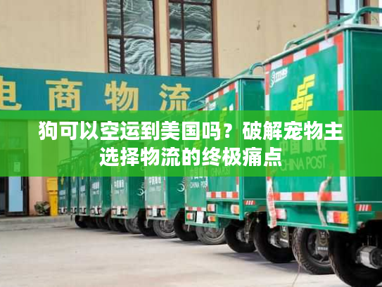 狗可以空运到美国吗？破解宠物主选择物流的终极痛点