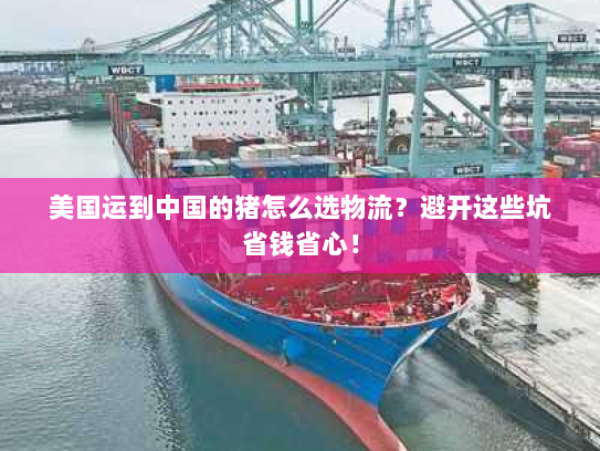 美国运到中国的猪怎么选物流？避开这些坑省钱省心！