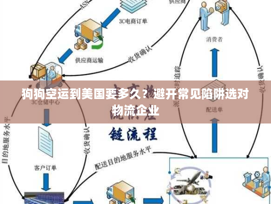 狗狗空运到美国要多久？避开常见陷阱选对物流企业