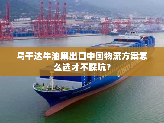 乌干达牛油果出口中国物流方案怎么选才不踩坑？