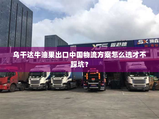 乌干达牛油果出口中国物流方案怎么选才不踩坑？