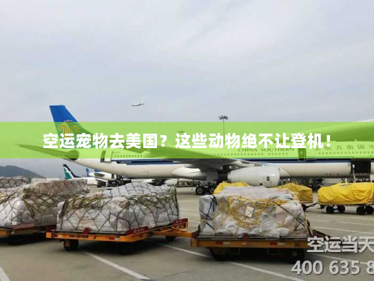 空运宠物去美国?这些动物绝不让登机! 空运宠物去美国?这些动物绝不让登机!