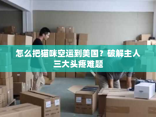 怎么把猫咪空运到美国？破解主人三大头疼难题