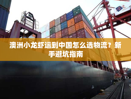 澳洲小龙虾运到中国怎么选物流？新手避坑指南