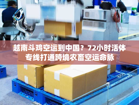 越南斗鸡空运到中国？72小时活体专线打通跨境农畜空运命脉