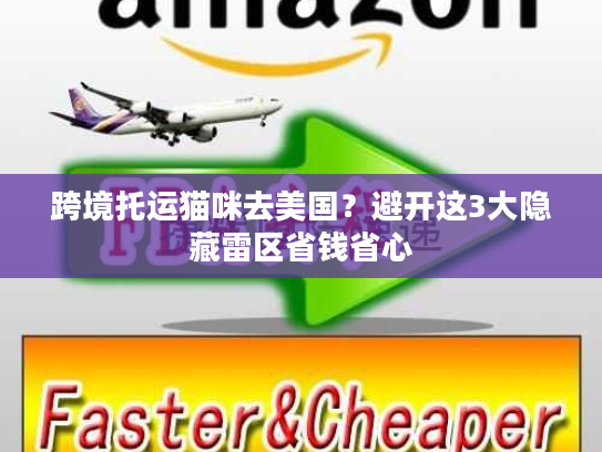 跨境托运猫咪去美国？避开这3大隐藏雷区省钱省心