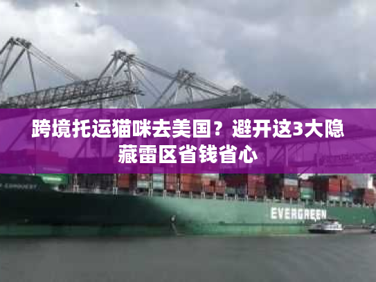 跨境托运猫咪去美国？避开这3大隐藏雷区省钱省心