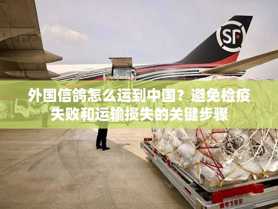 外国信鸽怎么运到中国？避免检疫失败和运输损失的关键步骤