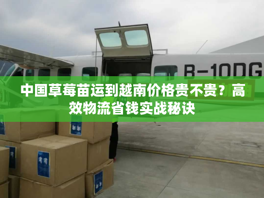 中国草莓苗运到越南价格贵不贵？高效物流省钱实战秘诀