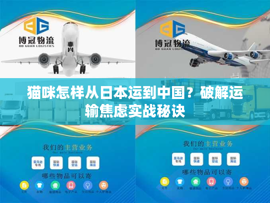 猫咪怎样从日本运到中国？破解运输焦虑实战秘诀