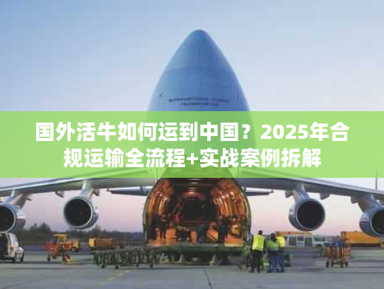 国外活牛如何运到中国？2025年合规运输全流程+实战案例拆解