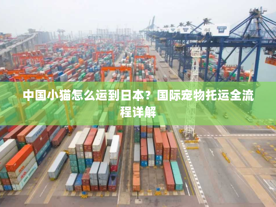 中国小猫怎么运到日本？国际宠物托运全流程详解