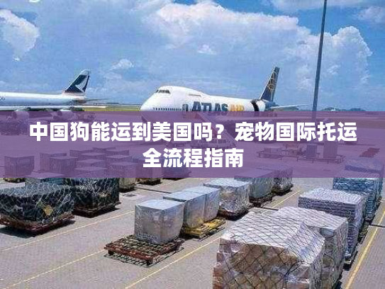 中国狗能运到美国吗？宠物国际托运全流程指南