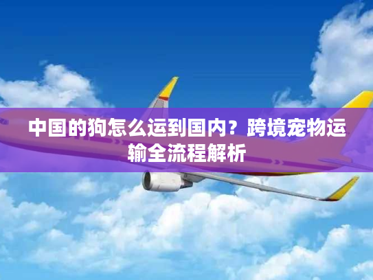 中国的狗怎么运到国内？跨境宠物运输全流程解析