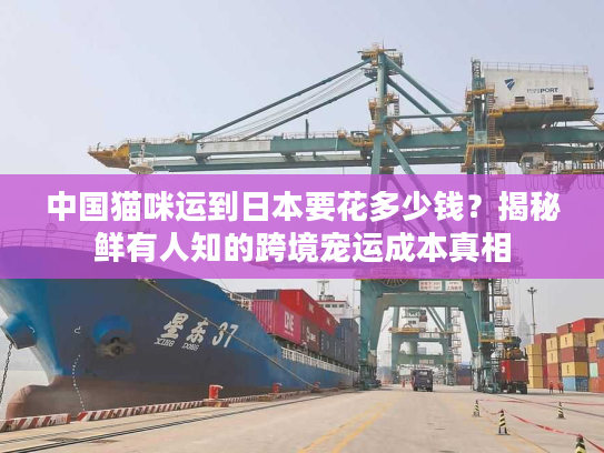 中国猫咪运到日本要花多少钱?揭秘鲜有人知的跨境宠运成本真相 中国猫咪运到日本要花多少钱?揭秘鲜有人知的跨境宠运成本真相