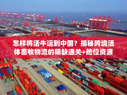 怎样将活牛运到中国?揭秘跨境活体畜牧物流的稀缺通关+舱位资源 怎样将活牛运到中国?揭秘跨境活体畜牧物流的稀缺通关+舱位资源