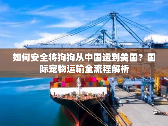 如何安全将狗狗从中国运到美国？国际宠物运输全流程解析