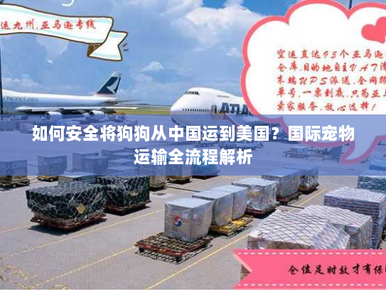 如何安全将狗狗从中国运到美国?国际宠物运输全流程解析 如何安全将狗狗从中国运到美国?国际宠物运输全流程解析