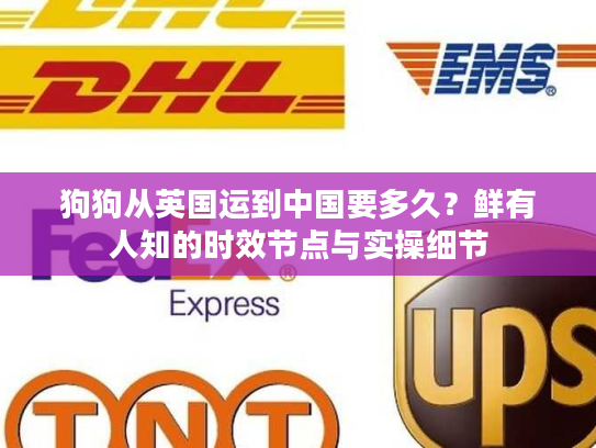 狗狗从英国运到中国要多久？鲜有人知的时效节点与实操细节