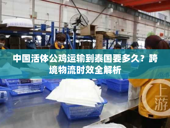 中国活体公鸡运输到泰国要多久？跨境物流时效全解析