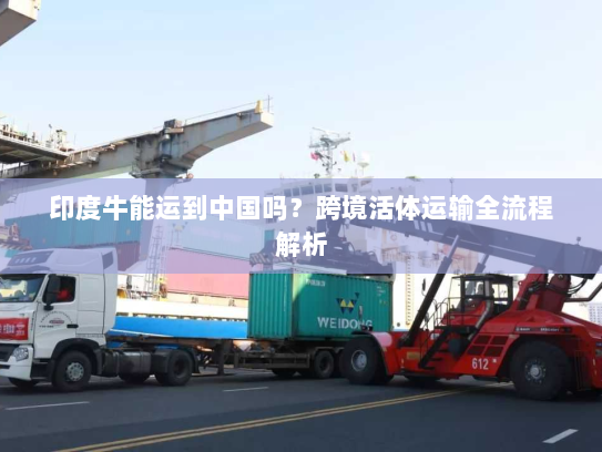 印度牛能运到中国吗?跨境活体运输全流程解析 印度牛能运到中国吗?跨境活体运输全流程解析