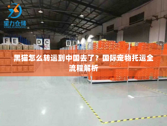 黑猫怎么转运到中国去了?国际宠物托运全流程解析 黑猫怎么转运到中国去了?国际宠物托运全流程解析