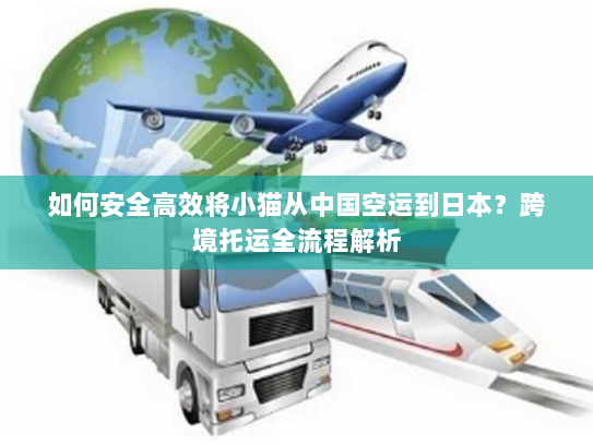 如何安全高效将小猫从中国空运到日本?跨境托运全流程解析 如何安全高效将小猫从中国空运到日本?跨境托运全流程解析