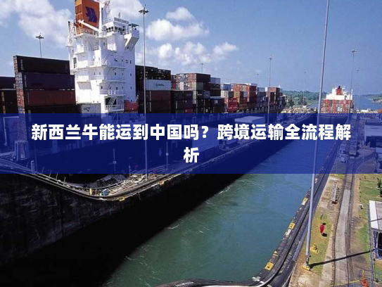 新西兰牛能运到中国吗？跨境运输全流程解析