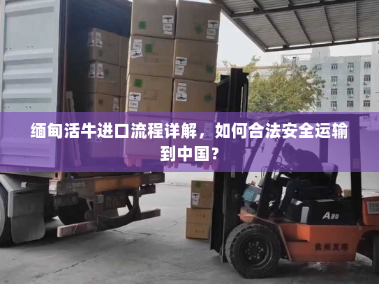 缅甸活牛进口流程详解,如何合法安全运输到中国? 缅甸活牛进口流程详解,如何合法安全运输到中国?