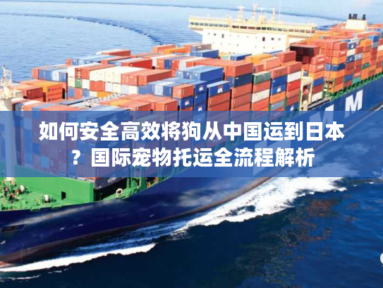 如何安全高效将狗从中国运到日本？国际宠物托运全流程解析