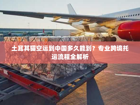 土耳其猫空运到中国多久能到?专业跨境托运流程全解析 土耳其猫空运到中国多久能到?专业跨境托运流程全解析