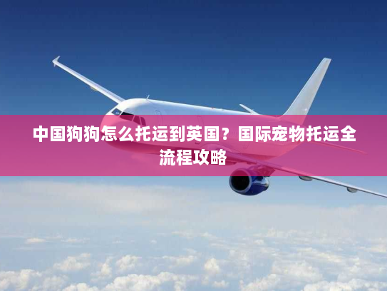 中国狗狗怎么托运到英国？国际宠物托运全流程攻略