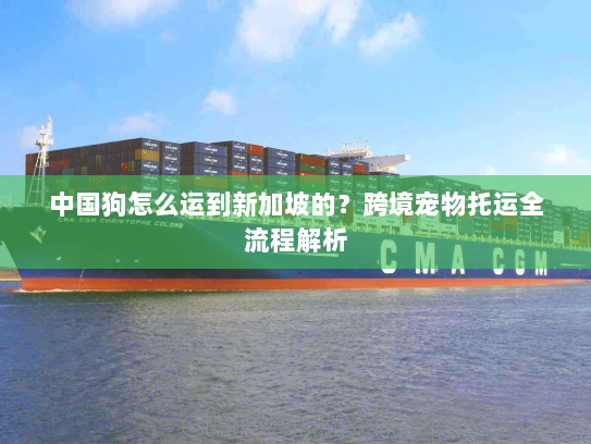 中国狗怎么运到新加坡的?跨境宠物托运全流程解析 中国狗怎么运到新加坡的?跨境宠物托运全流程解析