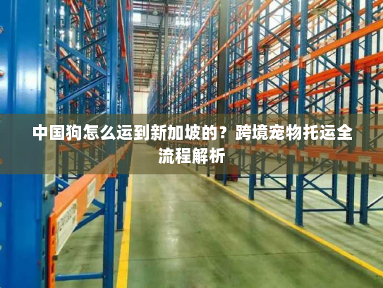 中国狗怎么运到新加坡的?跨境宠物托运全流程解析 中国狗怎么运到新加坡的?跨境宠物托运全流程解析