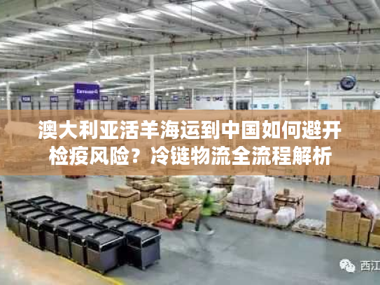 澳大利亚活羊海运到中国如何避开检疫风险？冷链物流全流程解析