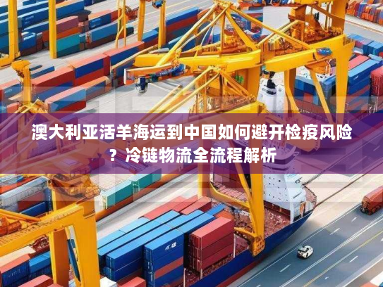 澳大利亚活羊海运到中国如何避开检疫风险?冷链物流全流程解析 澳大利亚活羊海运到中国如何避开检疫风险?冷链物流全流程解析