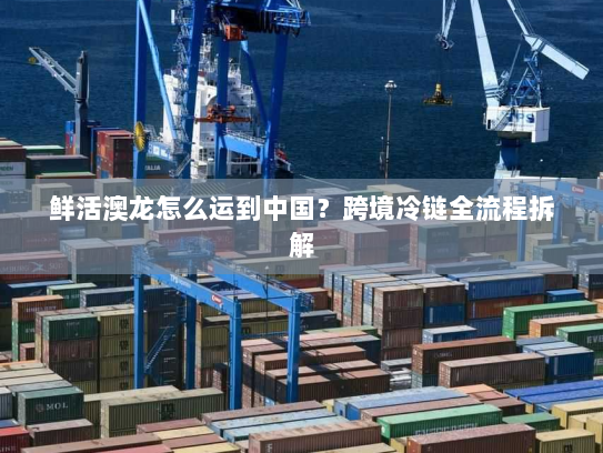 鲜活澳龙怎么运到中国?跨境冷链全流程拆解 鲜活澳龙怎么运到中国?跨境冷链全流程拆解
