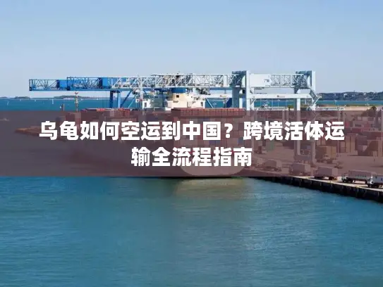 乌龟如何空运到中国？跨境活体运输全流程指南