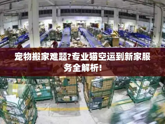 宠物搬家难题?专业猫空运到新家服务全解析!