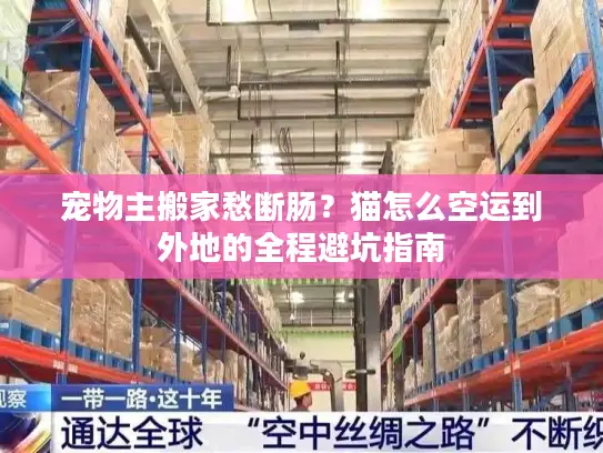 宠物主搬家愁断肠？猫怎么空运到外地的全程避坑指南