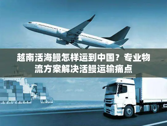 越南活海鳗怎样运到中国？专业物流方案解决活鳗运输痛点